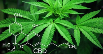 Il popolarissimo CBD, o cannabis legale light, ha effetti collaterali?