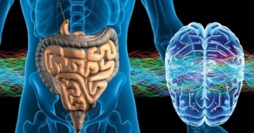 Microbiota intestinale: secondo la scienza è in perenne comunicazione con il cervello